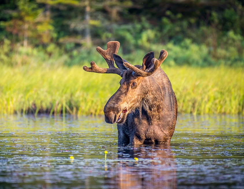 A moose in a pond