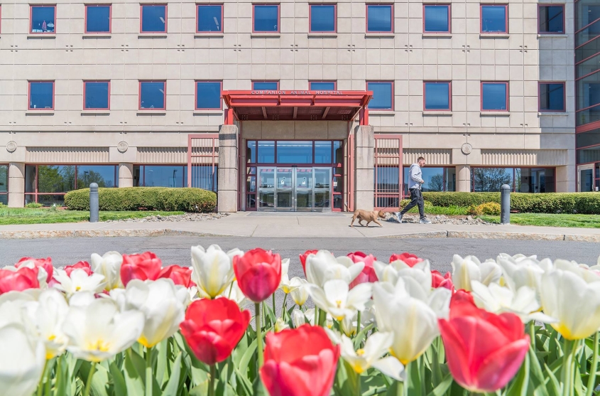 The Cornell University Hospital for Animals entrance on a sunny day, with tulips in the foreground and a man walking his dog on the walkway