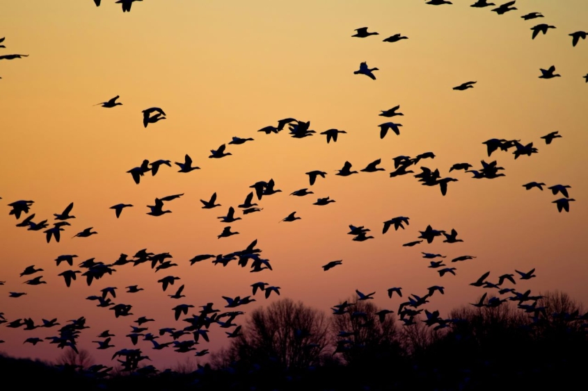 flock of geese flying against a sunset sky