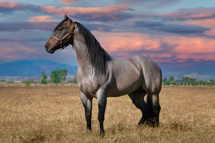 A horse standing in the meadow with orange clouds
