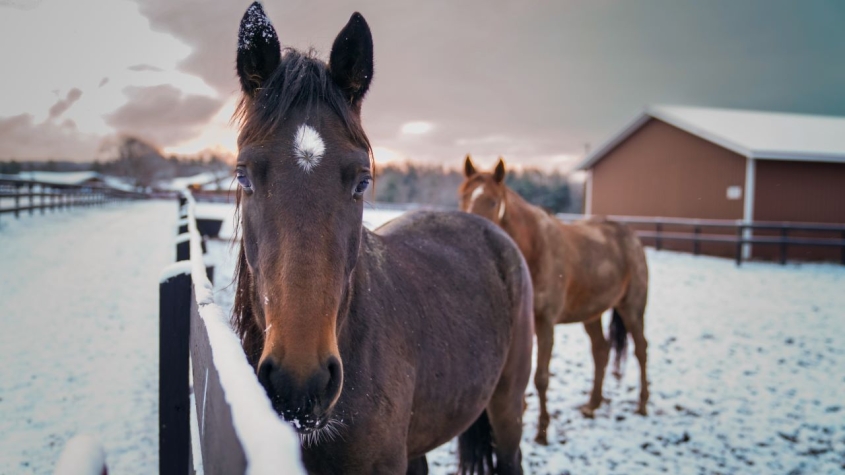 two horses in a snow paddock