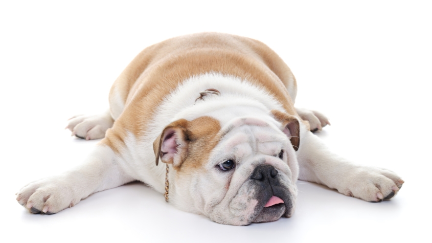 a dog laying on the floor