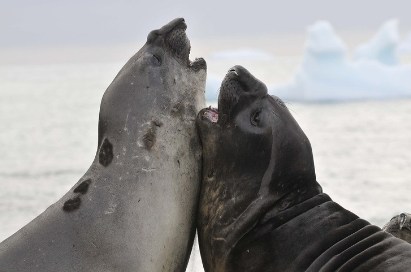 two seals