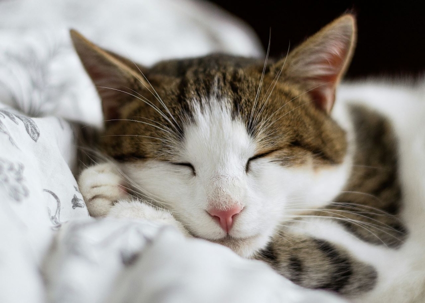 sleeping cat