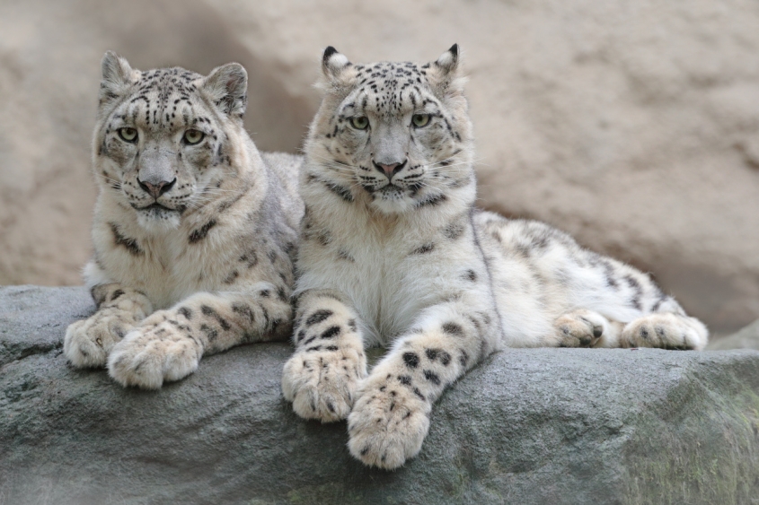 two snow leopards