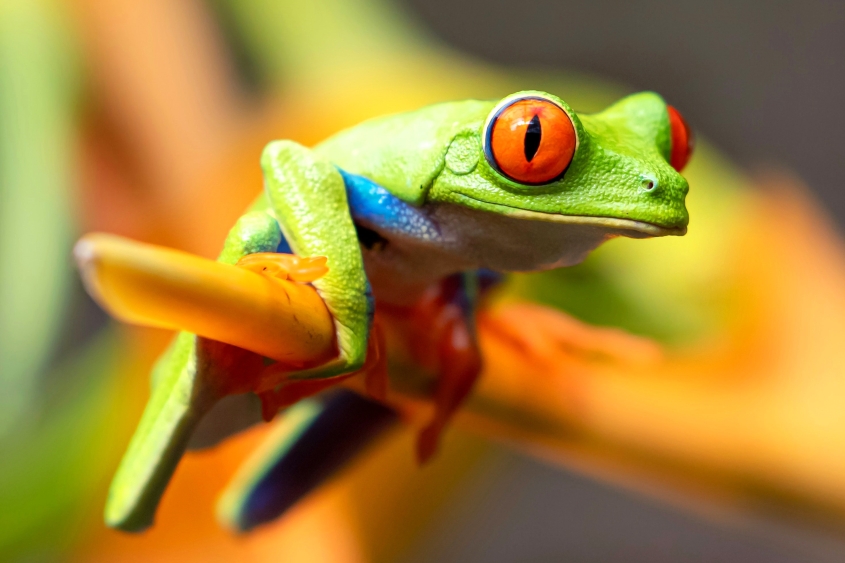 a green frog 