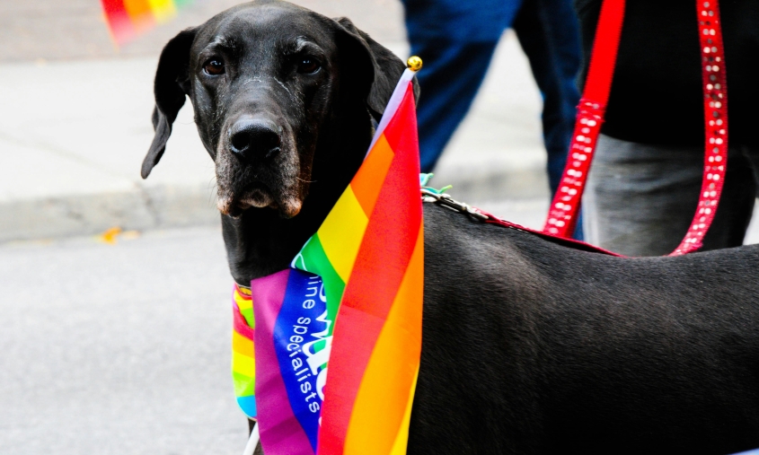 A dog with the pride scarf around their neck
