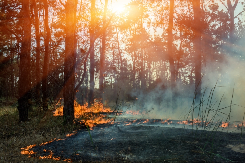 a wildfire burning with some smoke