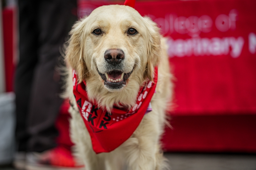 A smiling dog stares at the camera with a red table cloth behind it. 