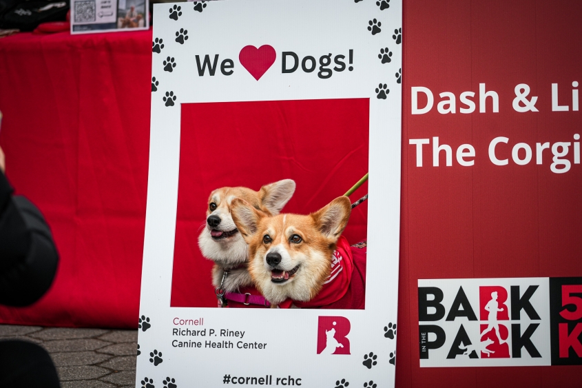 Two small dogs sit within a selfie frame with a red table throw behind it. 