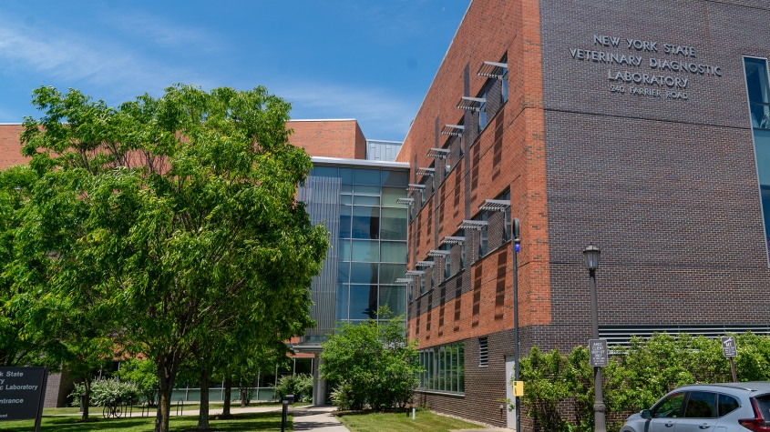Exterior of the AHDC in summer, with green trees and a blue sky