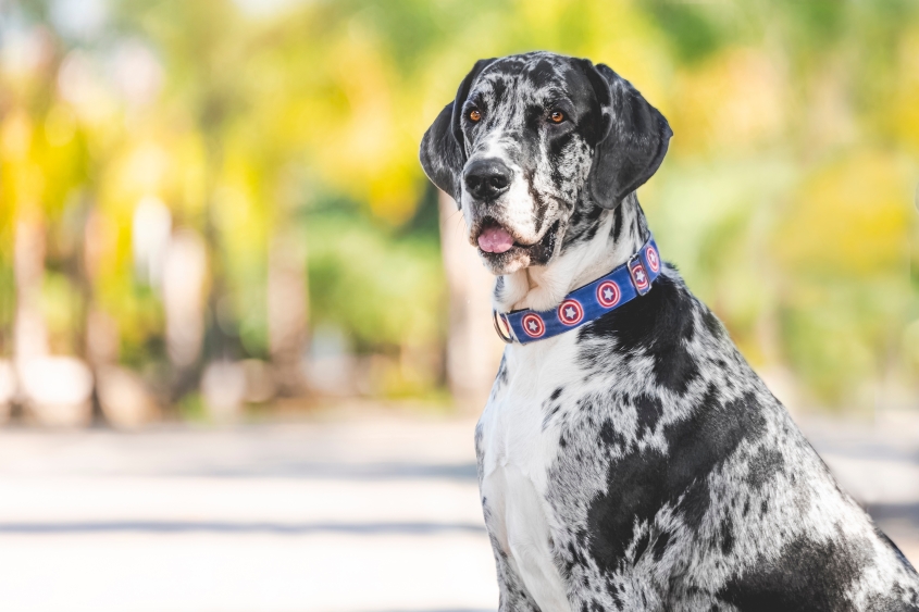 A black and white Great Dane stares on. 