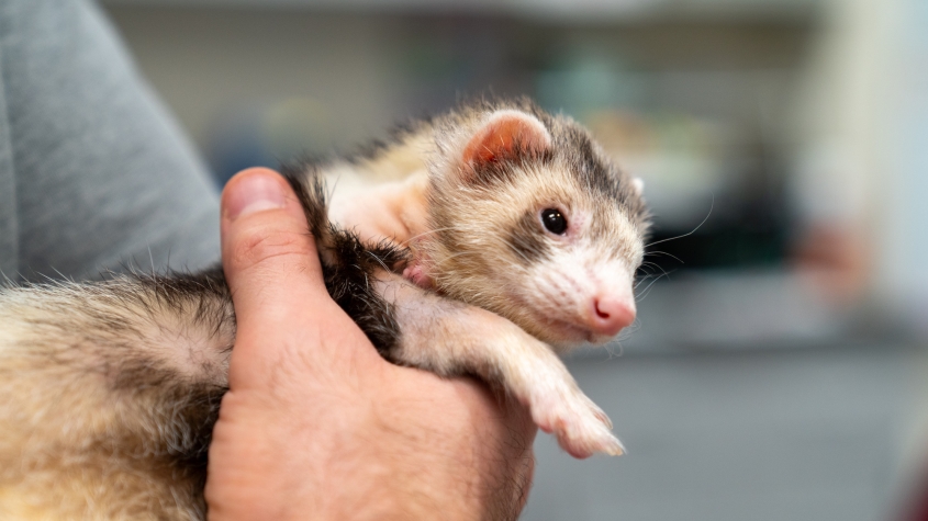 A gray and white ferret being held close by a veterinarian
