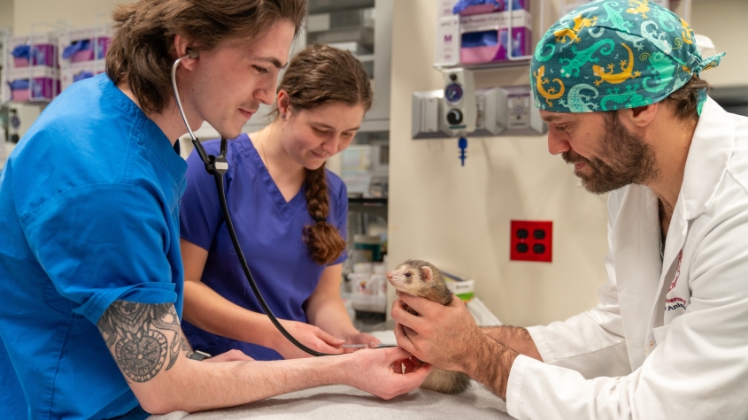 Three veterinary care team members examine Fig the ferret
