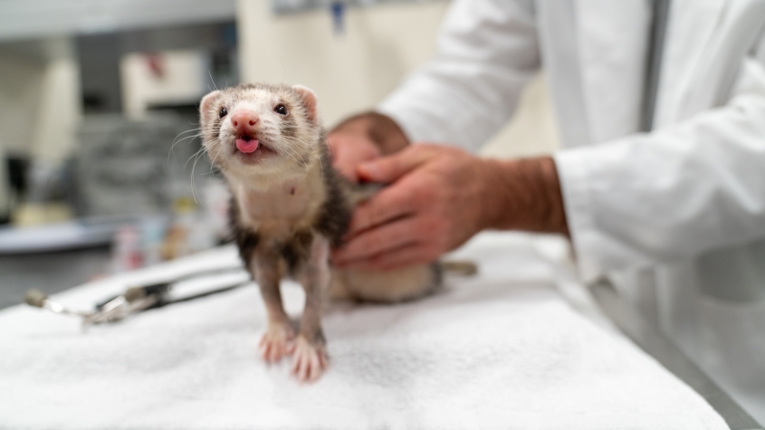 A gray and white ferret on an exam table sticks its tongue out at the camera