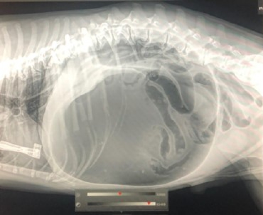 An X-ray showing GDV. Provided by Laura McKenna