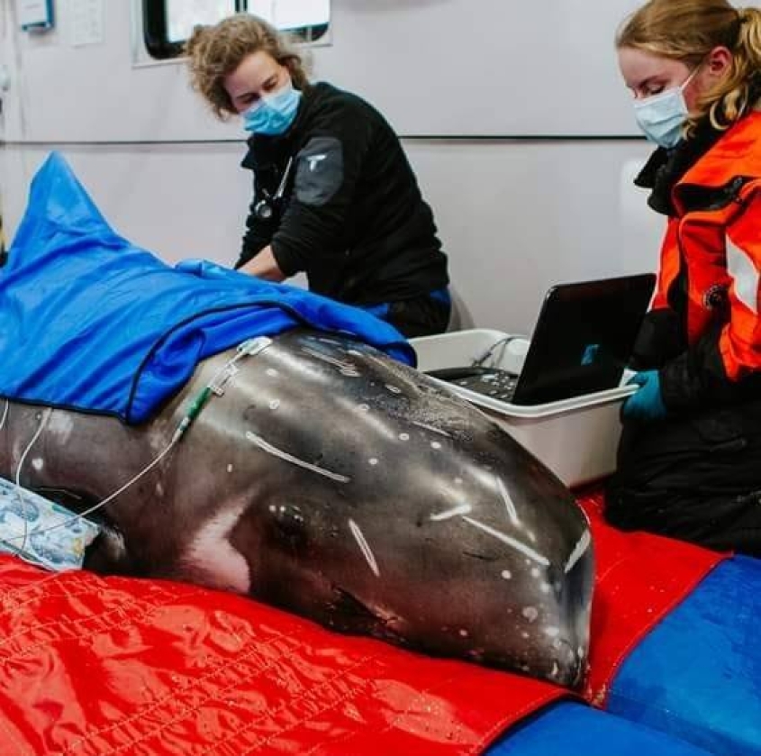 two people examining a dolphin 