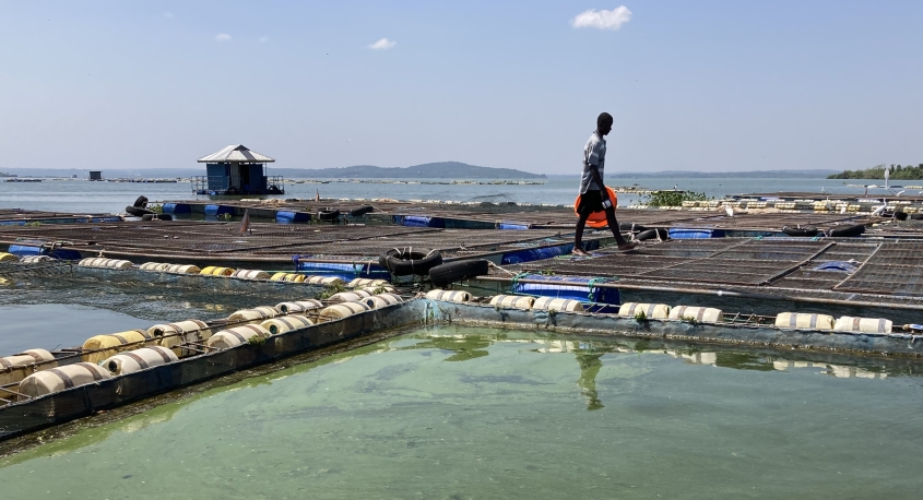 Person at a fish farm