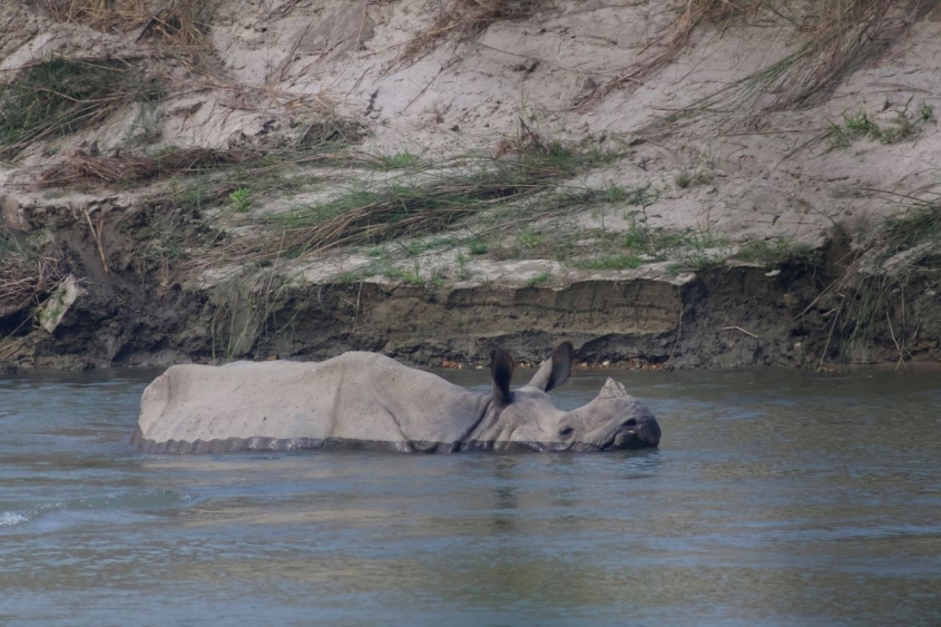 rhino in a river