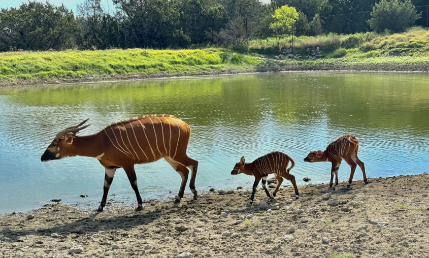 Bongos