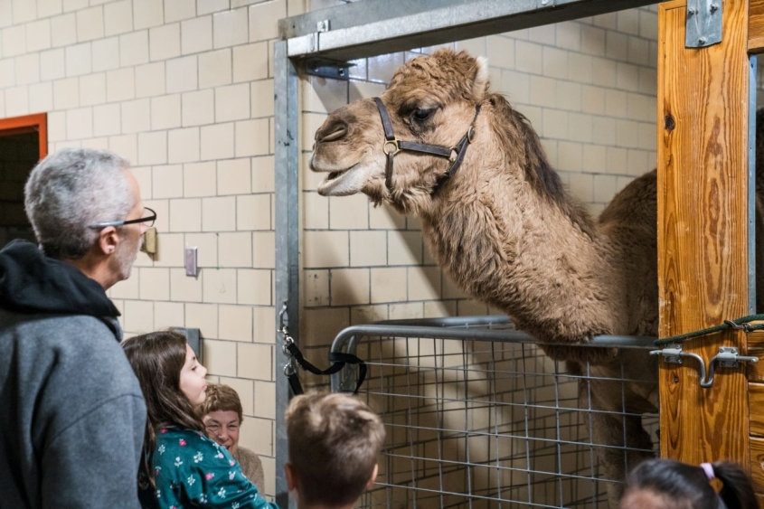 people looking at a camel