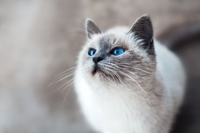 blue-eyed cat