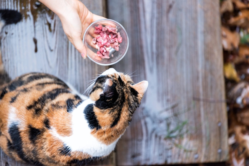 cat with bowl of raw pet food