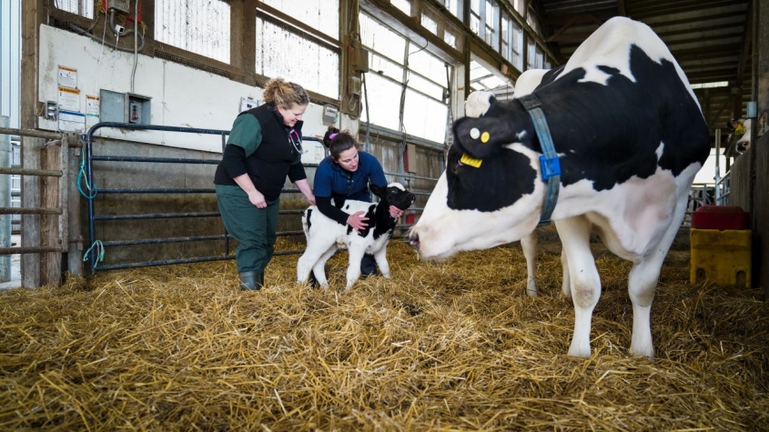 vets with dairy cow and calf