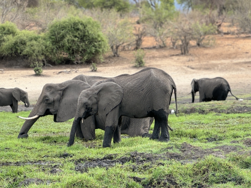 herd of elephants in grass