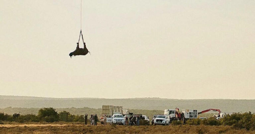 rhino hanging upside-down in the air