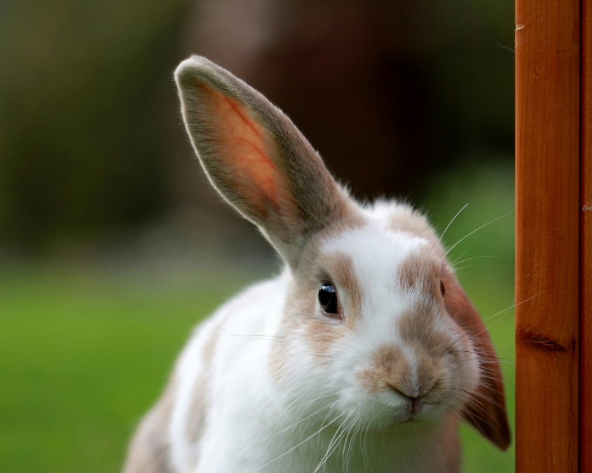 A portrait image of a white and brown rabbit with the right ear up and left ear down ear