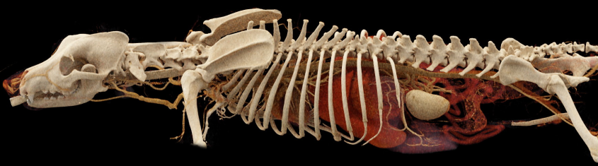 A CT scan from the new scanner showing precise detail of a canine patient