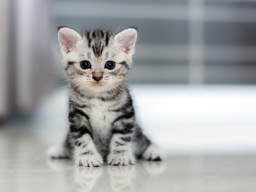 A black and white striped kitten sits on the floor.