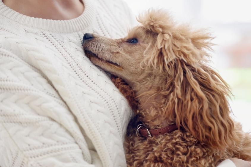 A sandy colored dog looks at a person wearing a white sweater. 