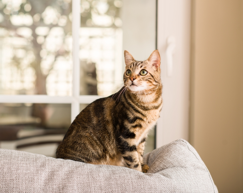 Domestic cat at home