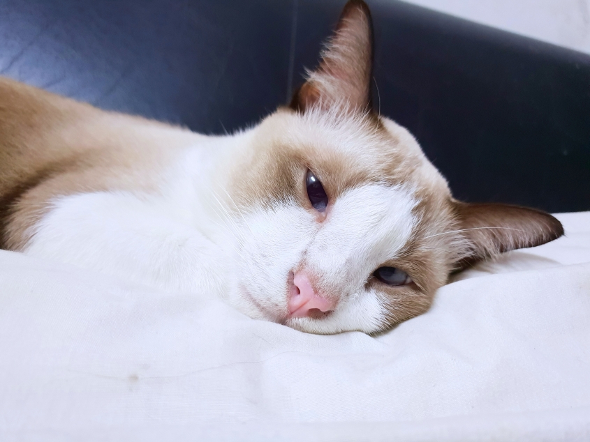 A brown and white cat looks uncomfortable while attempting to sleep. 