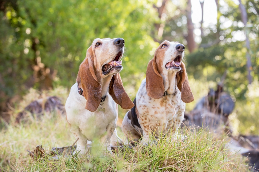 Brown and white dogs sit outside in front of a green hill. 