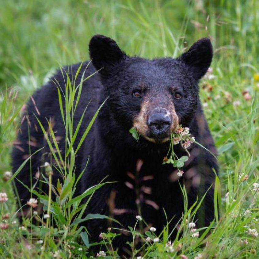 A black bear in a prairie