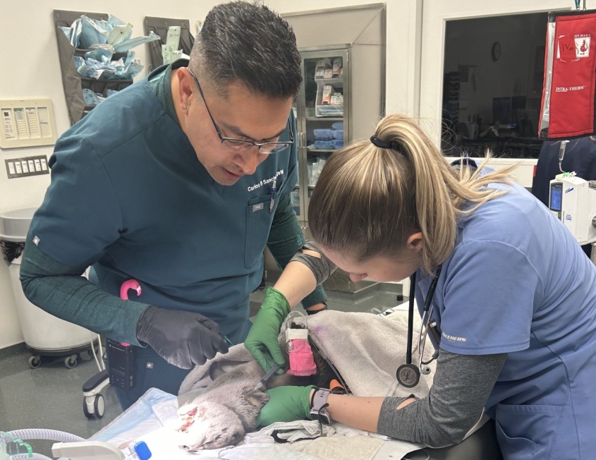 A student and veterinarian work on an anesthetized otter