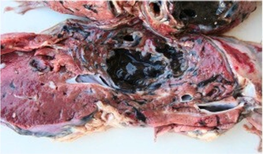 Goat liver tissue showing damage from F magma