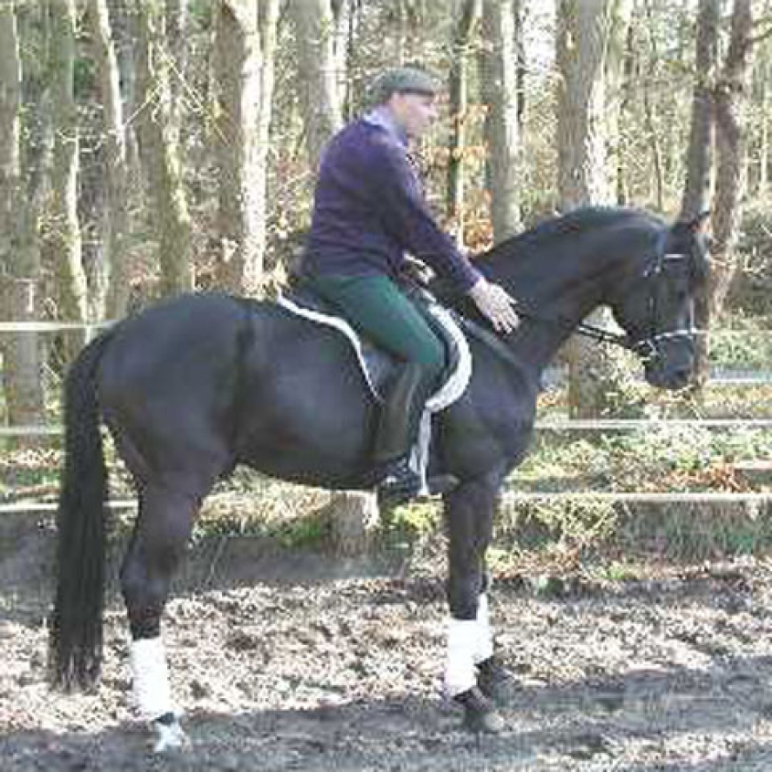 L'Andiamo with a rider