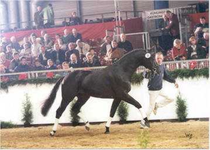 L'Andiamo running in hand