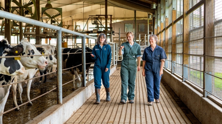 Three people walking in a dairy barn.