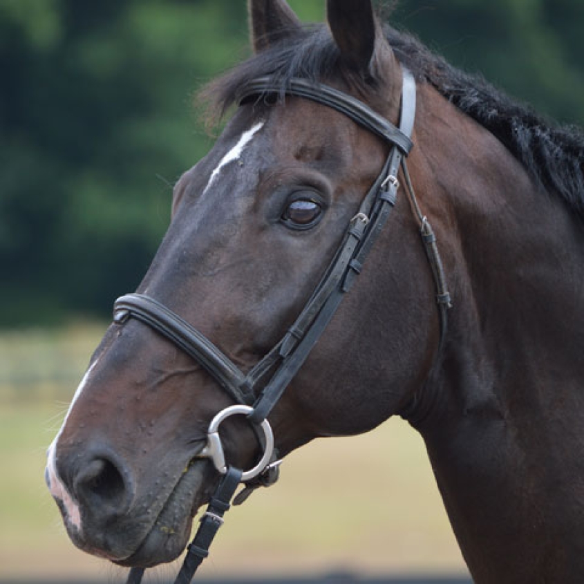 Close up of Seacoast Wonderful's face