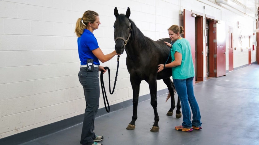 Dr. Reesink and Dr. Secor standing with a horse in the hospital