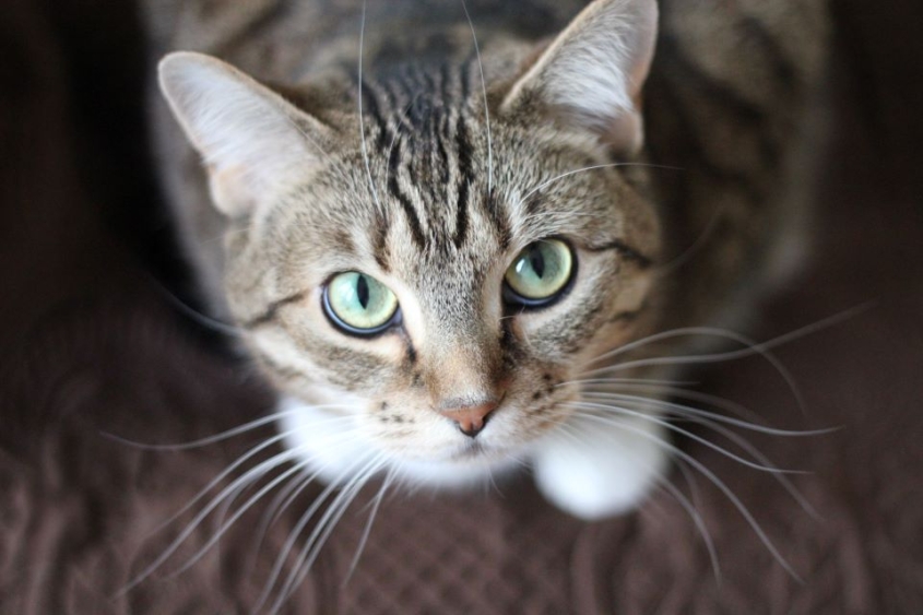 brown and black tiger cat looking at camera