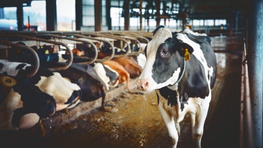 A cow standing in the teaching dairy barn