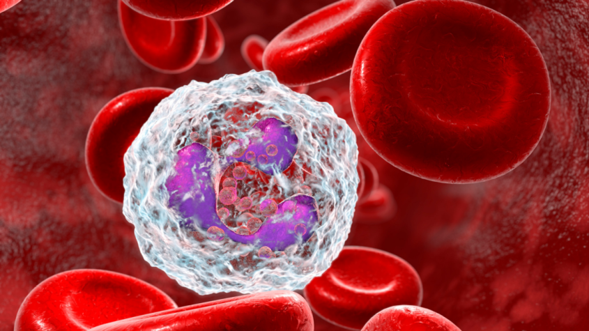 Red blood cells with a white blood cell. 