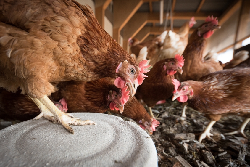Hens in a henhouse