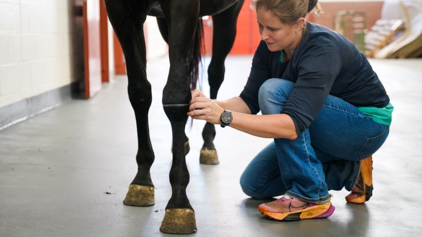 Erica Secor measuring a horse's joint